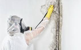 Best Attic Mold Removal in Twentynine Palms, CA